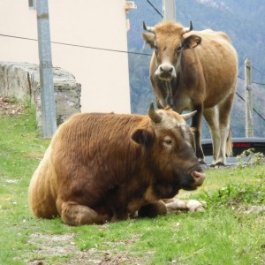 Les Cent Cols
